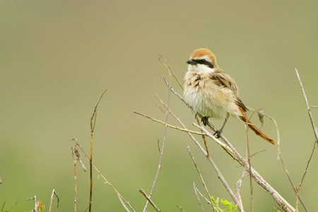 Turkestan ShrikeLaniusphoenicuroides