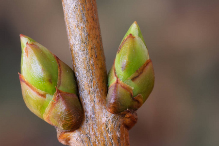 紫丁香(紫丁香)春季侧芽照片