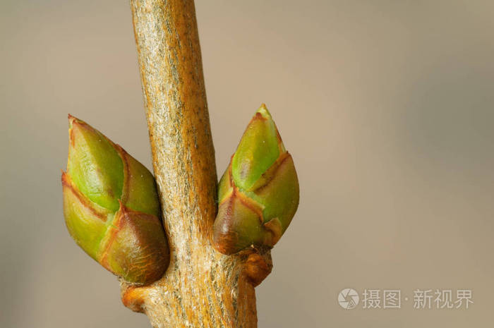 春季侧芽的丁香丁香