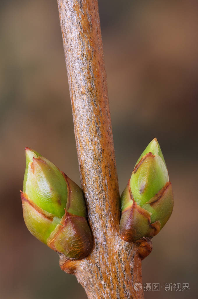 春季侧芽的丁香丁香