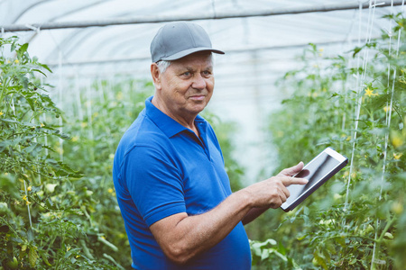 老人站在温室有机番茄植物中，使用数字平板电脑。