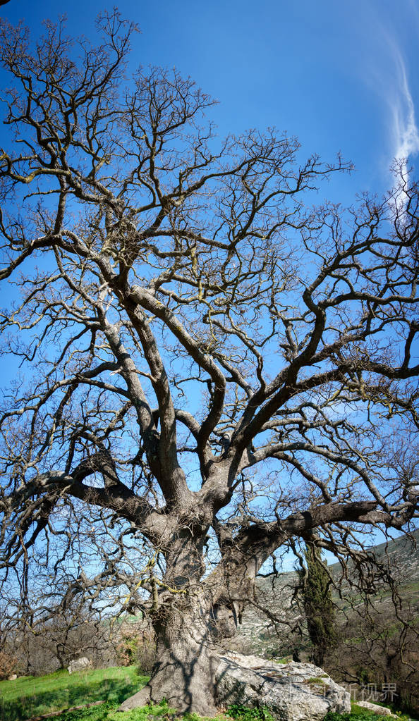 欧洲克里特山地裸树景观