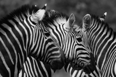 黑白斑马玩，南非克鲁格国家公园，黑白照片