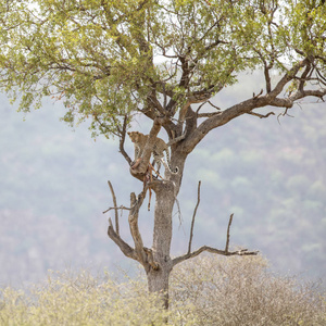 南非克鲁格国家公园，一只濒临灭绝的豹子在一棵遥远的树上挂着黑斑羚，背景是山和天空