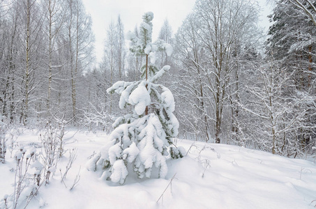 森林里下雪的冬天..树枝上是雪。