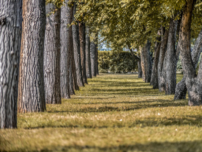 美丽而原始的景观和背景，景观和全景的城市公园和花园与大树，一条小巷和道路在夏季阳光明媚的天气。