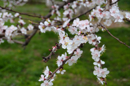 樱花枝白色开花特写，春蒂