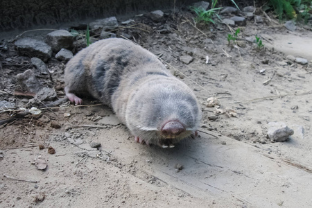 普通鼹鼠,地下啮齿动物,农业地下害虫照片