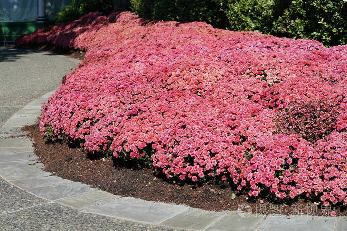 茂盛的粉红色花在花坛里盛开