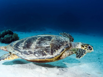 海洋爬行动物海龟在水下在海里游泳. 海洋爬行动物. 水下射击.