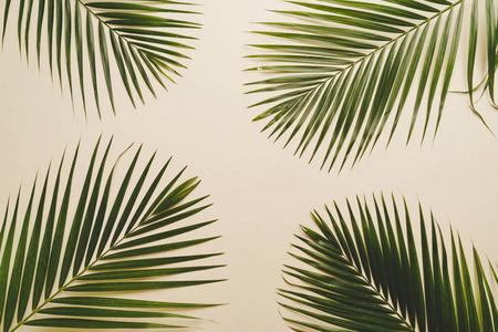 热带棕榈叶的彩色背景与复制空间