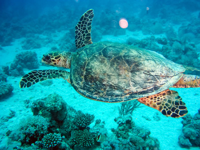 海里珍贵的动物图片