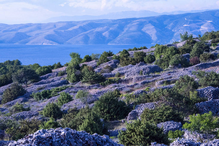 克罗地亚Hvar岛2018年6月Hvari以薰衣草闻名世界，它是世界上质量最高的。 由于其独特的气候和常年的阳光，薰衣草生长丰