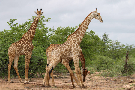 非洲长颈鹿在狩猎克鲁格国家公园长脖子打架