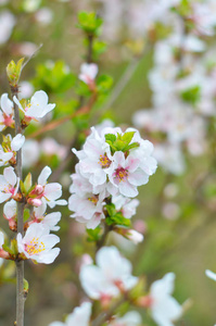 有白色开花的樱花树枝接近春天的时候