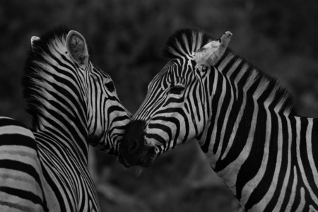 黑白斑马玩克鲁格国家公园南非黑白照片