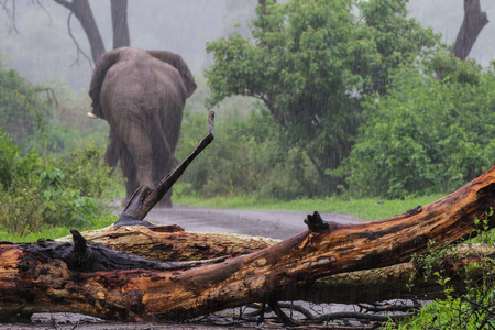 非洲象在雨中走在砾石路上，推着树越过克鲁格路，南非国家公园