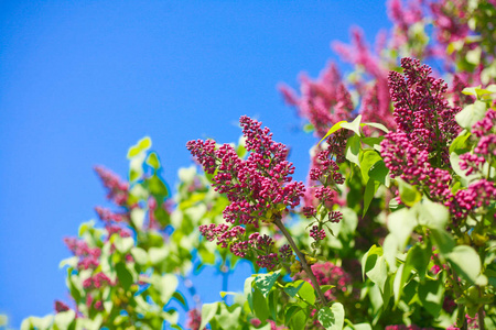一丛丛盛开的紫丁香，映衬着蓝色的天空