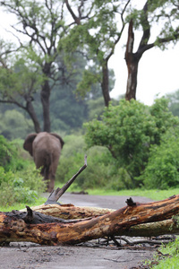非洲象在雨中走在砾石路上，推着树越过克鲁格路，南非国家公园