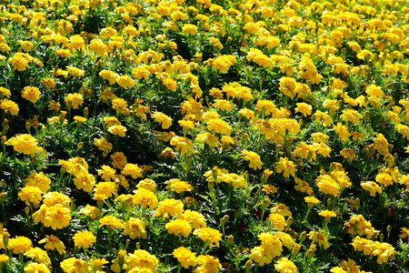 阳光下盛开的黄色花朵的近景