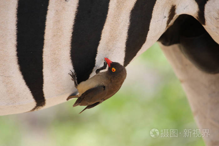 斑马的黑白条纹作为黄嘴鸟的栖息地南非克鲁格国家公园