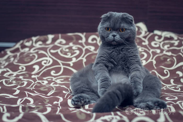 英国短毛猫坐在床上。