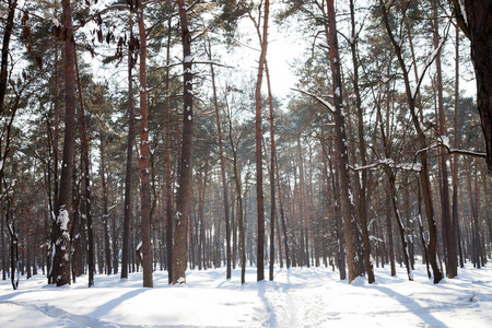 冬季森林的全景图像，前景上有树影，雪面上有脚步声