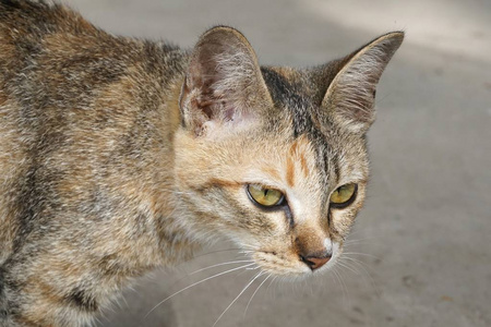 西表岛野生猫科动物 Prionailurus 孟加拉iriomotensis 在西表岛 日本相似素材图片 摄图新视界 西表岛野生猫科动物 Prionailurus 孟加拉iriomotensis 在西表岛 日本相似素材图片 摄图新视界