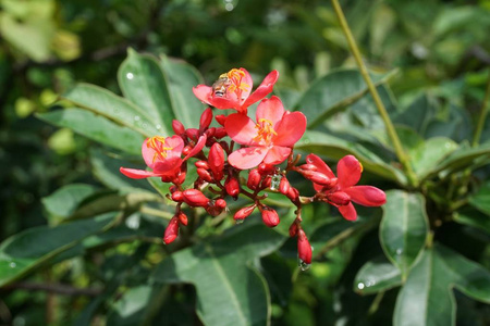 自然花园中的麻风树照片
