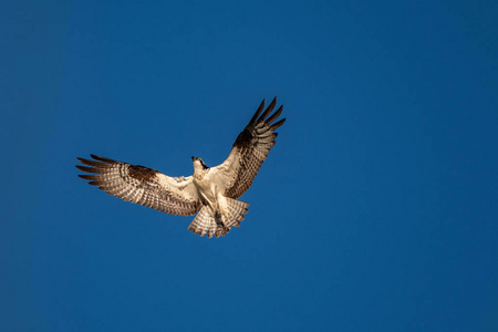 鱼鹰在蓝天上飞翔。