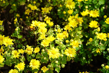 明亮的阳光下盛开的黄色鲜艳的花朵