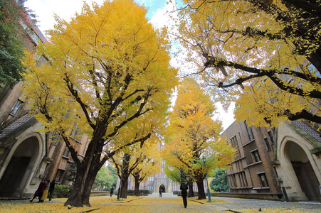 银杏树，秋叶，背景纹理日本东京