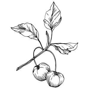 向量樱桃果。黑白雕刻水墨艺术。被隔绝的浆果例证元素在白色背景