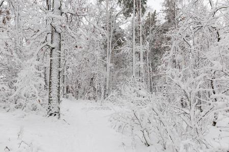 在降雪期间，落叶和针叶树覆盖着蓬松的雪的冬季森林碎片