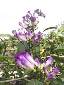 大蒜葡萄紫花选择性聚焦