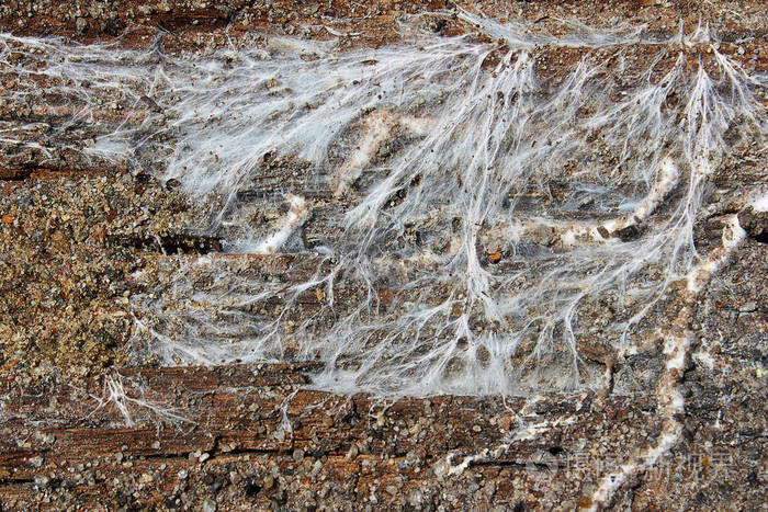 真菌菌丝衰变木梁干腐浆虫和矿菌丝孢菌