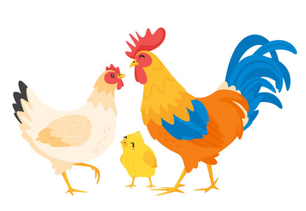 鸡家庭: 母鸡, 公鸡照片