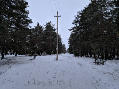 冬季森林景观，森林中有降雪的树木