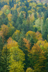 原始森林的秋天。 比斯扎迪山。