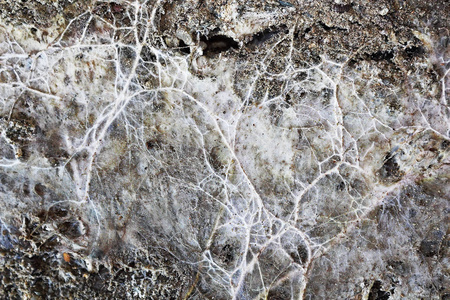 旧梁潮湿木质表面的矿山菌丝体