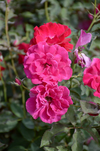 粉红色的锦缎玫瑰花