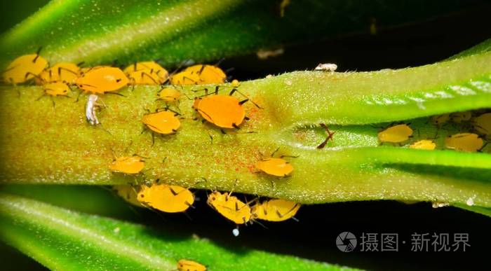 夹竹桃树茎上的夹竹桃蚜蚜虫的菌落在温暖的月份里它们是一个常见的