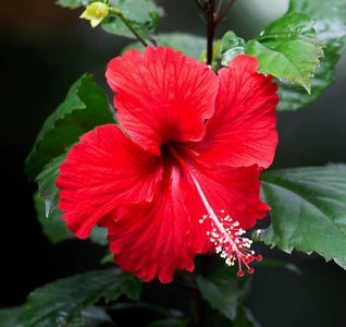 芙蓉花盛开近景图片