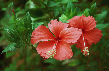 芙蓉花盛开近景