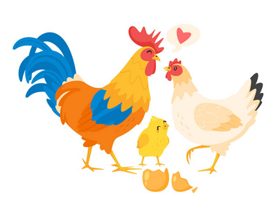 鸡家庭: 母鸡, 公鸡照片