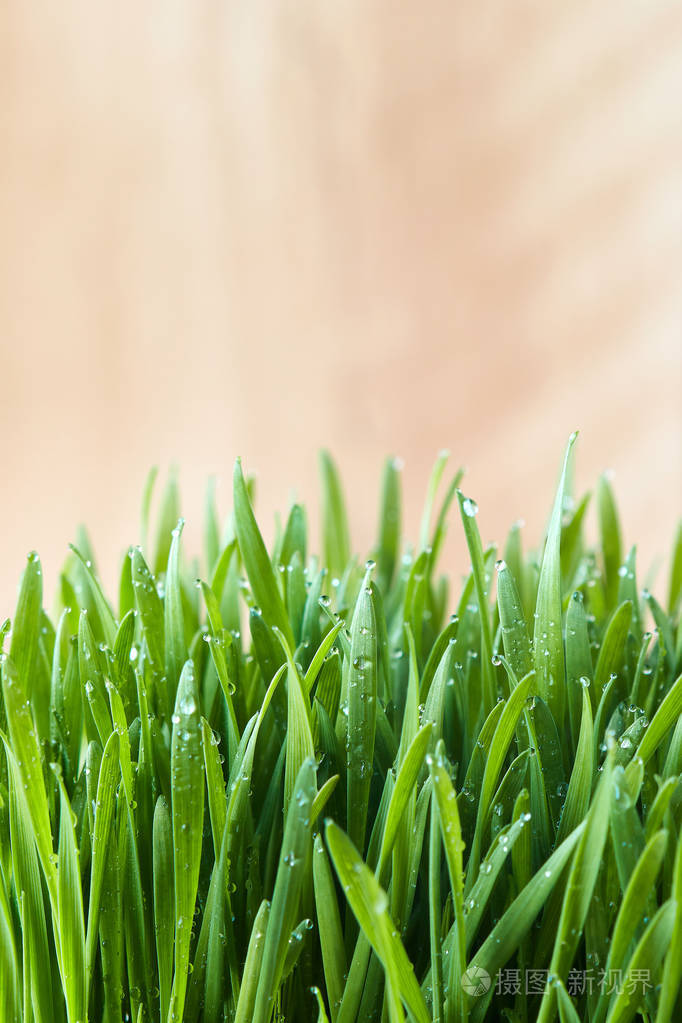 刚发芽的麦草有水滴复制空间