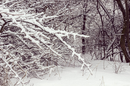 冬季森林。 树枝上的雪