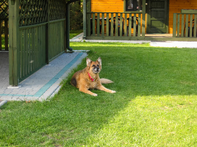 德国牧羊犬在草地上看着上面