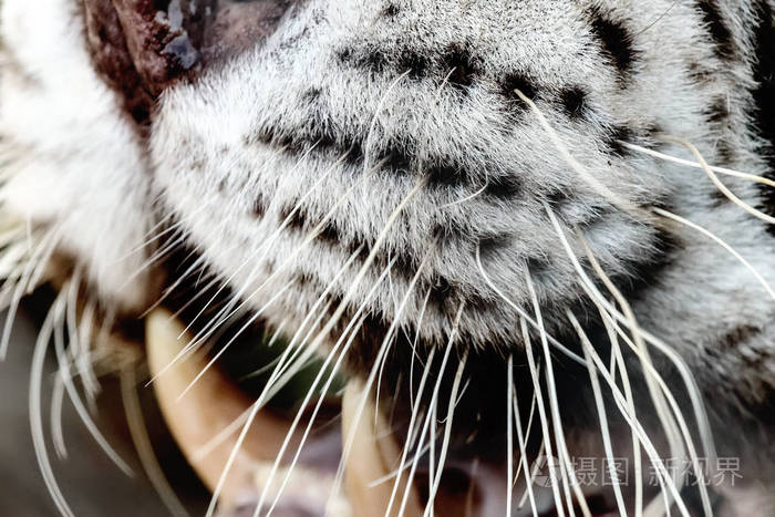 孟加拉白虎口特写斑纹虎口