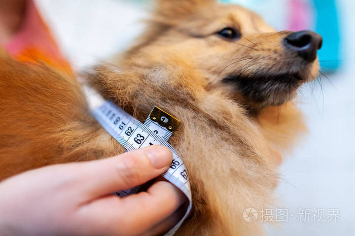 用卷尺测量狗的腹围